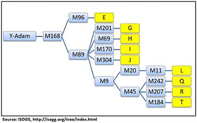 Y-STR Haplogroup Diversity in the Jat Population Reveals Several Different Ancient Origins